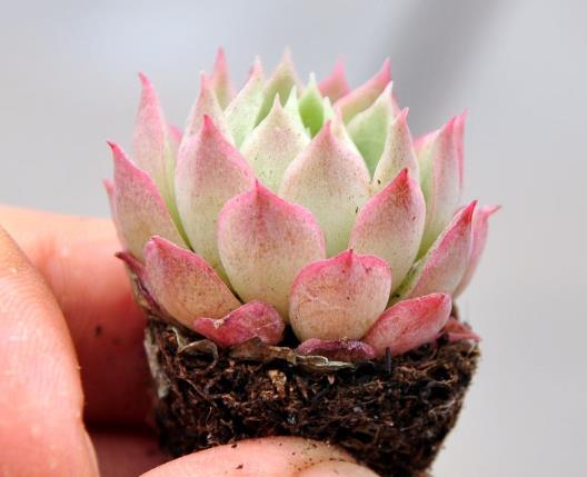 多肉種植用什么土長得旺盛?多肉水培葉插怎么取出