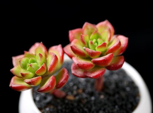多肉只長根不發(fā)芽怎么補救?多肉的造型是怎么出來的