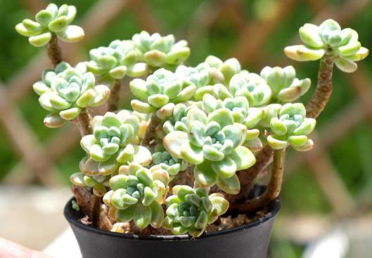 多肉種植用什么土長得旺盛?多肉水培葉插怎么取出