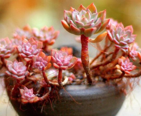 多肉只長根不發(fā)芽怎么補救?多肉的造型是怎么出來的