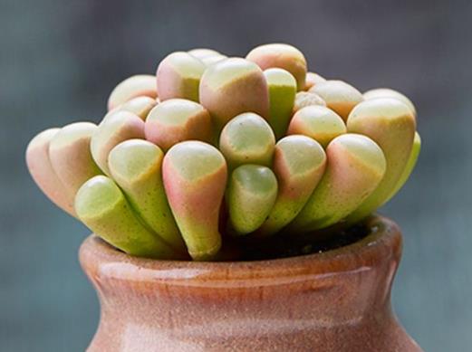 多肉養(yǎng)植需要什么樣的生長(zhǎng)環(huán)境?種植多肉的注意事項(xiàng)