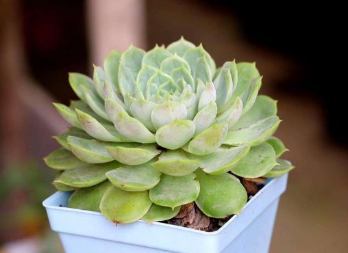 多肉養(yǎng)植需要什么樣的生長(zhǎng)環(huán)境?種植多肉的注意事項(xiàng)