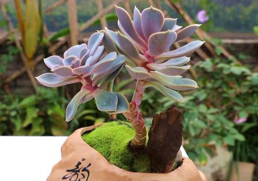 多肉葉子長(zhǎng)出厚粉霜好不好?多肉植物養(yǎng)護(hù)要注意什么
