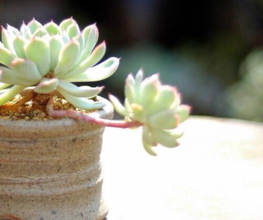多肉植物怎么斷頭移植?多肉植物要用什么土才養(yǎng)得好
