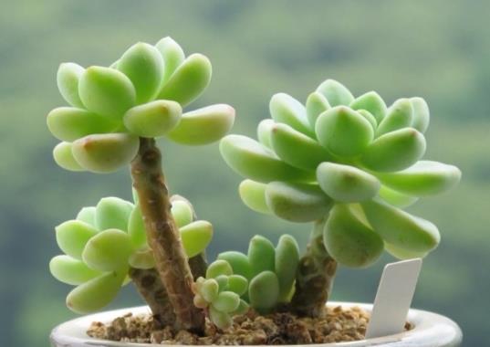 多肉桿子斷了一半能恢復(fù)嗎?如何避免多肉植物葉片斷裂