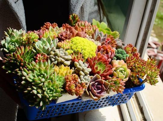 多肉噴了花露水會死嗎?多肉葉片消耗突然變快怎么辦