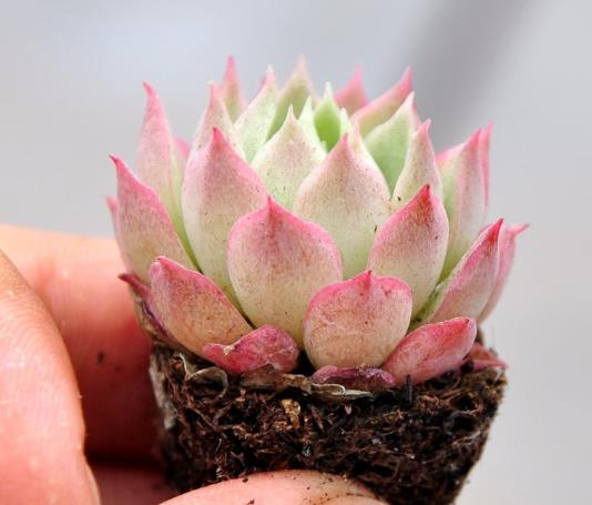 要讓多肉植物顏色好噴什么藥?多肉生根粉用多了會(huì)不會(huì)燒根