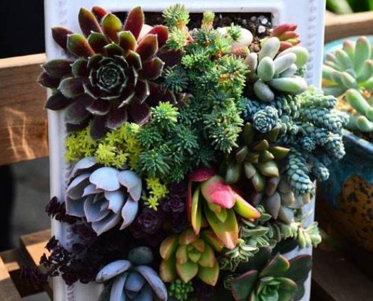 多肉植物怎么上色快?多肉葉插長多大可以曬太陽