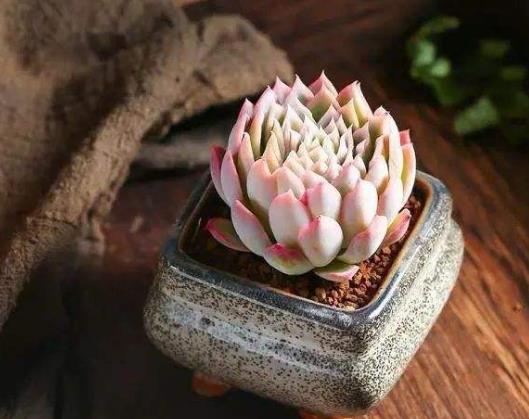 怎樣徹底消滅多肉蚧殼蟲?多肉換的土還能用嗎