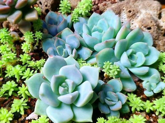 多肉植物怎么上色快?多肉葉插長多大可以曬太陽