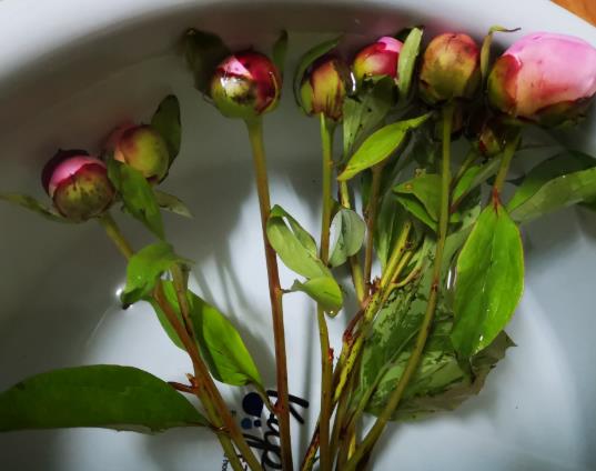 醒花后期怎么養(yǎng)護(hù)?鮮花醒花步驟