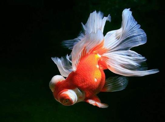 養(yǎng)金魚的自來水要曬嗎?金魚為什么會(huì)沉到水底下