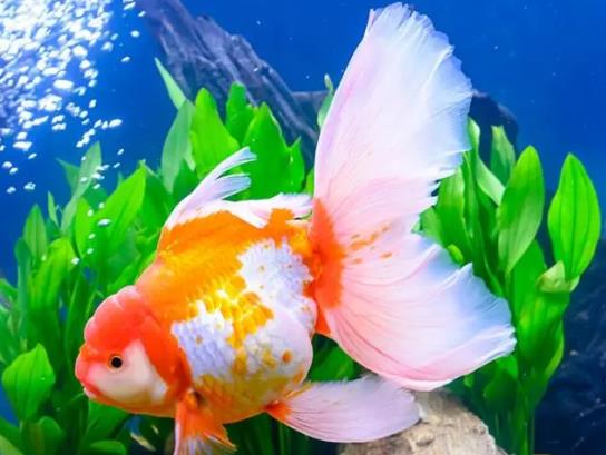 養(yǎng)金魚的自來水要曬嗎?金魚為什么會(huì)沉到水底下
