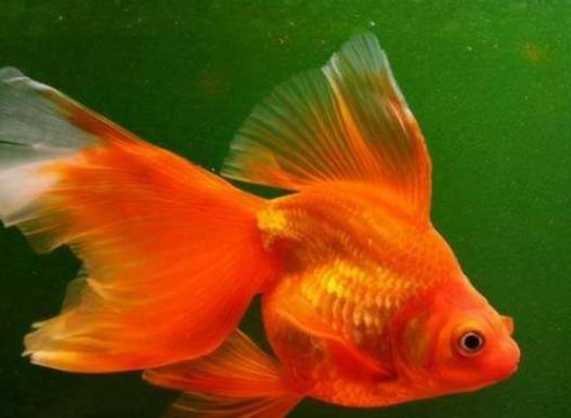 養(yǎng)金魚的自來水要曬嗎?金魚為什么會(huì)沉到水底下