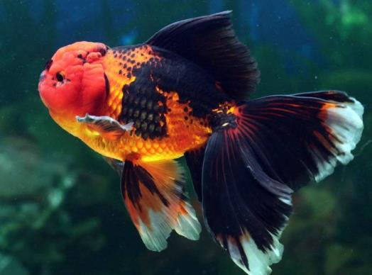金魚可以吃什么食物?金魚餓了會(huì)吃同類嗎
