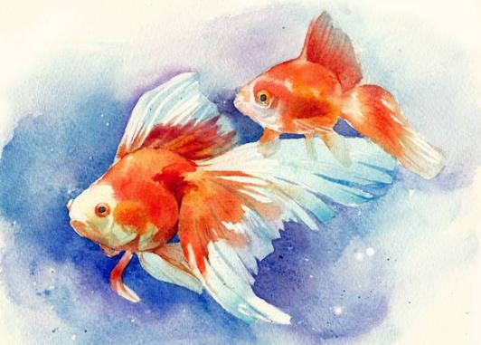金魚(yú)水面上很多泡泡是怎么回事?金魚(yú)為什么都浮在水面上的張著嘴呼吸