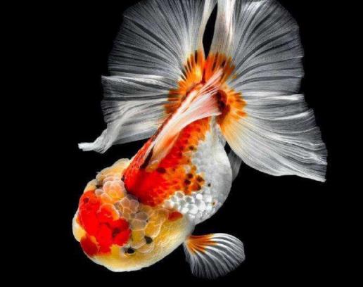 金魚尾巴卷起來(lái)是什么引起的?金魚尾巴爛成了絲絲會(huì)死嗎