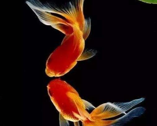 用冷開水養(yǎng)金魚結(jié)果會怎么樣?養(yǎng)金魚的水溫最低多少度