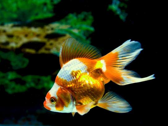 金魚可以加溫養(yǎng)嗎?金魚失鰾怎么補(bǔ)救