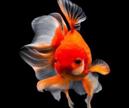 金魚尾巴卷起來(lái)是什么引起的?金魚尾巴爛成了絲絲會(huì)死嗎