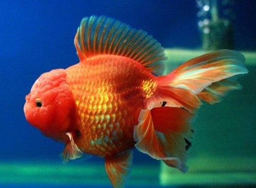怎么判斷金魚是缺氧還是餓了?金魚吃多了會撐死嗎