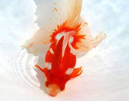 金魚斷尾怎么辦?金魚尾巴末端發(fā)黑還有的救嗎