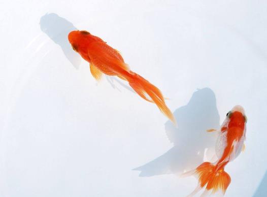 自來水養(yǎng)魚要怎么調(diào)整?金魚在低溫下會(huì)怎么樣