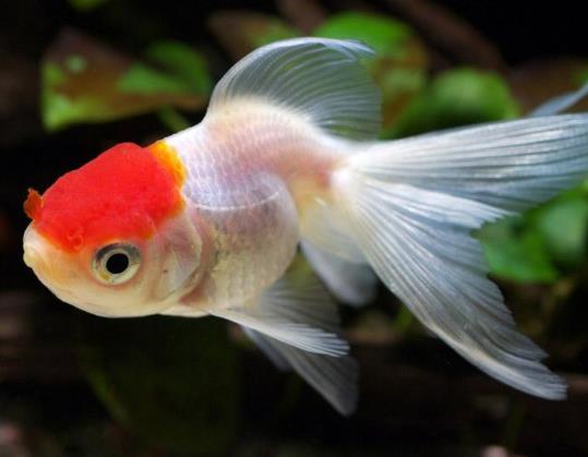 金魚尾巴卷起來(lái)是什么引起的?金魚尾巴爛成了絲絲會(huì)死嗎