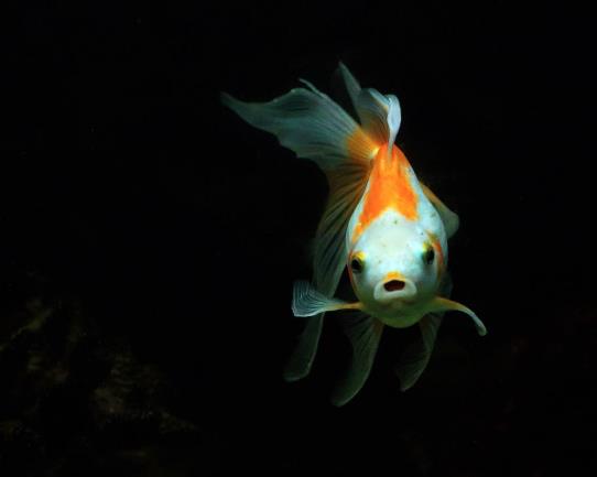 天氣熱了怎么防止魚(yú)死?魚(yú)缸怎么去除腥味比較好