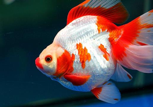 用冷開水養(yǎng)金魚結(jié)果會怎么樣?養(yǎng)金魚的水溫最低多少度