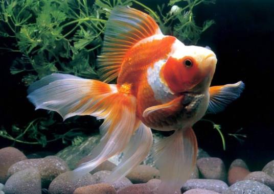 金魚可以吃什么食物?金魚餓了會(huì)吃同類嗎