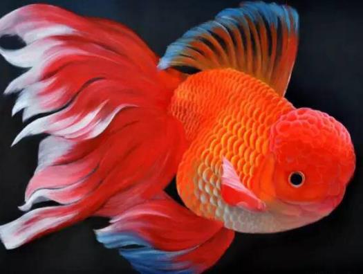 哪種魚最好養(yǎng)?養(yǎng)魚的注意事項(xiàng)