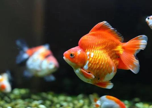 天氣熱了怎么防止魚(yú)死?魚(yú)缸怎么去除腥味比較好
