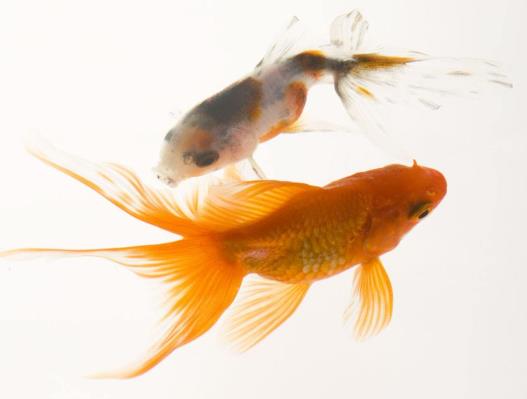 不同品種的金魚(yú)能混養(yǎng)嗎?初次養(yǎng)魚(yú)需要注意什么