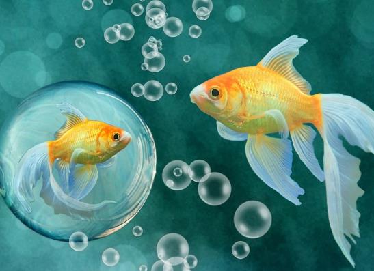 金魚斷尾還會再生嗎?小金魚尾巴為什么會黑