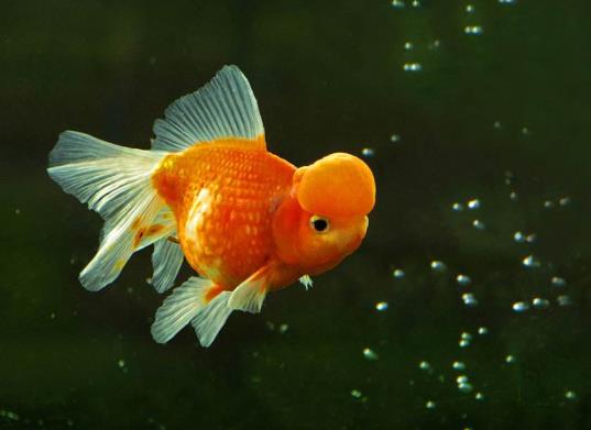 金魚(yú)遇到高溫會(huì)怎么樣?金魚(yú)失鰾是咋回事