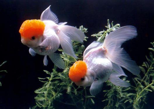 天氣熱了怎么防止魚(yú)死?魚(yú)缸怎么去除腥味比較好