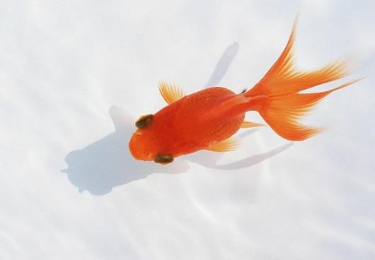 金魚(yú)水面上很多泡泡是怎么回事?金魚(yú)為什么都浮在水面上的張著嘴呼吸