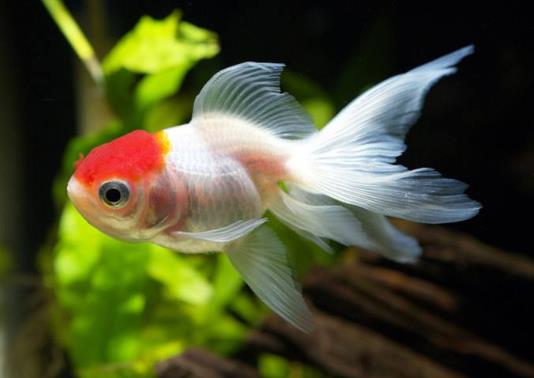 金魚(yú)遇到高溫會(huì)怎么樣?金魚(yú)失鰾是咋回事