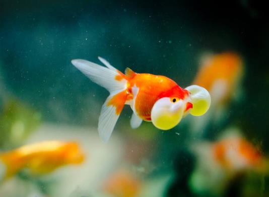 金魚斷尾是怎么回事?金魚買多大年齡的好