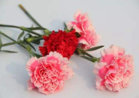 醒花沒(méi)剪根怎么辦?醒花可以用河水嗎