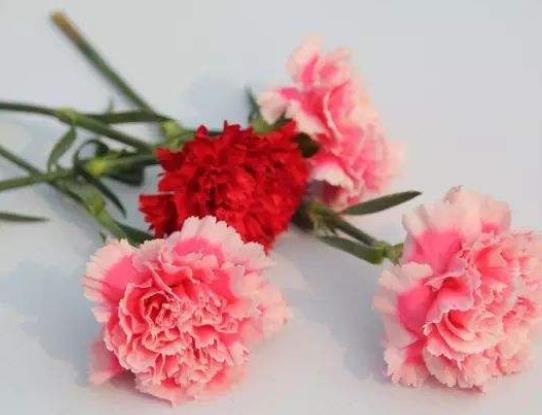 醒花后怎么養(yǎng)護?醒花最簡單的方法