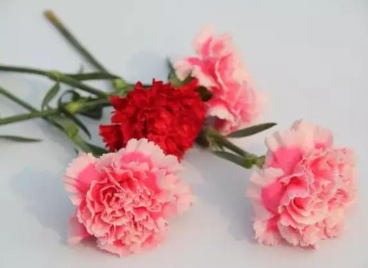 醒花什么狀態(tài)可以不用醒了?醒花能放在暖氣屋嗎