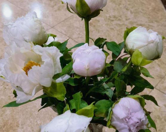 醒花是花頭還是枝泡?醒花的時(shí)候要不要放保鮮劑