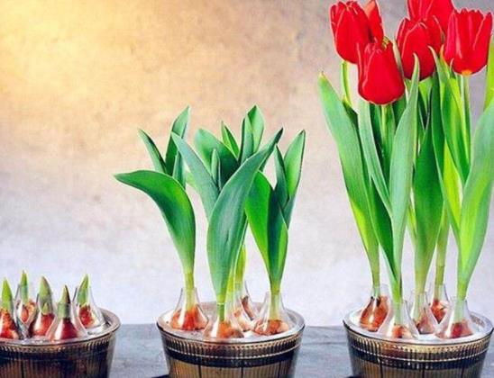 水培郁金香什么時(shí)候加營(yíng)養(yǎng)液?水培郁金香沒(méi)有石頭會(huì)活嗎