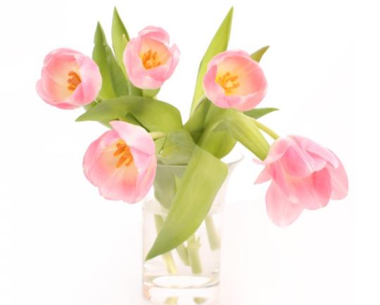 水培郁金香一直不發(fā)芽怎么辦?水培郁金香可以放復(fù)合肥嗎