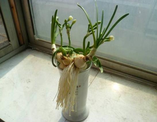 水培郁金香只能開一次花嗎?水培郁金香開完花種球還能用嗎