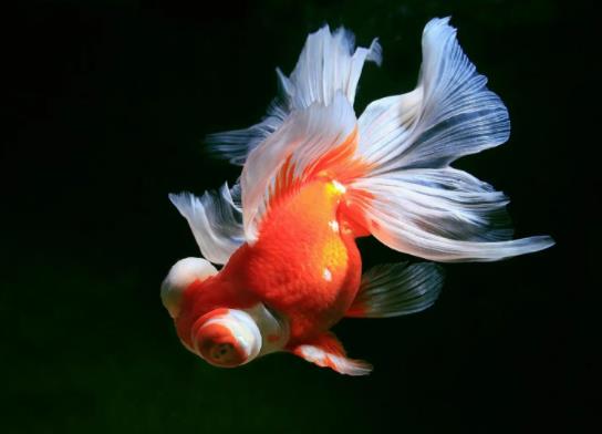 養(yǎng)金魚適合要用什么水?成年金魚一天吃多少