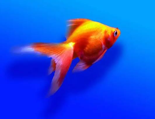 金魚怎么喂食?小金魚一年長多大
