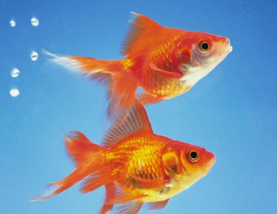 金魚(yú)為什么會(huì)沉到水底下?養(yǎng)金魚(yú)要打氧氣嗎
